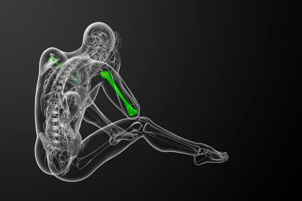 3D-Darstellung medizinischer 3D-Darstellung des Oberarmknochens — Stockfoto