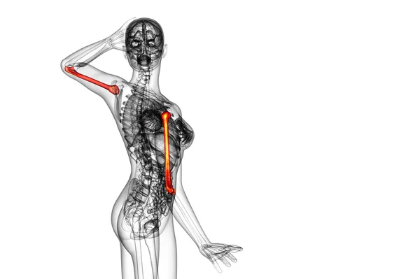 3D рендеринг медицинской 3D иллюстрации плечевой кости — стоковое фото