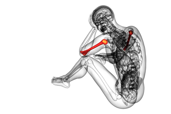 3D рендеринг медицинской 3D иллюстрации плечевой кости — стоковое фото