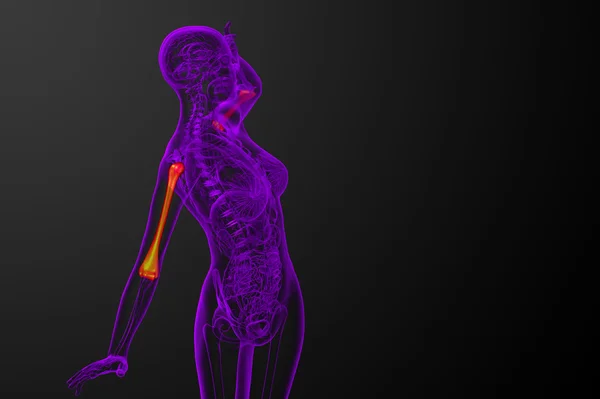 3D render medyczne 3d ilustracja kości ramiennej — Zdjęcie stockowe