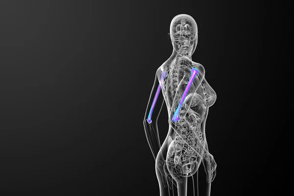 3D göra medicinska 3d illustration av ã¶verarmsbenet ben — Stockfoto