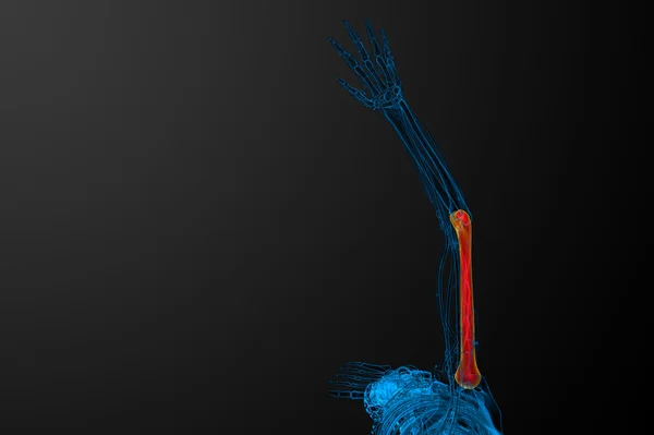 3d 渲染肱骨骨医学三维图 — 图库照片