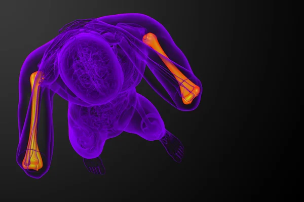 3D render medische 3d illustratie van het opperarmbeen bot — Stockfoto