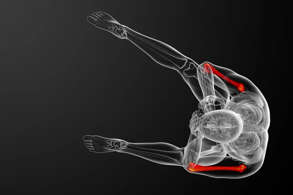 3d face ilustrație medicală 3d a osului humerus — Fotografie, imagine de stoc