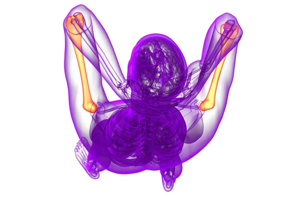 3 डी रेंडर मेडिकल 3 डी इलस्ट्रेशन ऑफ ह्यूमरस हड्डी — स्टॉक फ़ोटो, इमेज