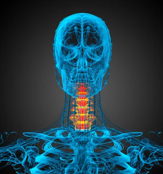 3d tornar ilustração médica do osso do pescoço — Fotografia de Stock