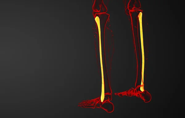 3d rendered illustration of the fibula bone — Stock Photo, Image