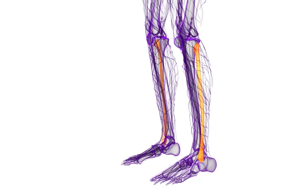 Трехмерная иллюстрация малоберцовой кости — стоковое фото