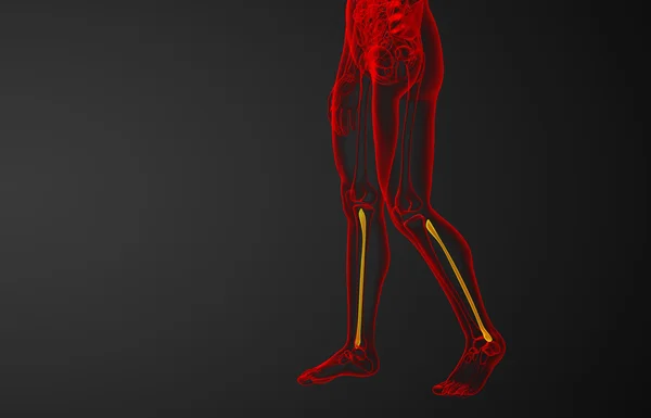 Трехмерная иллюстрация малоберцовой кости — стоковое фото
