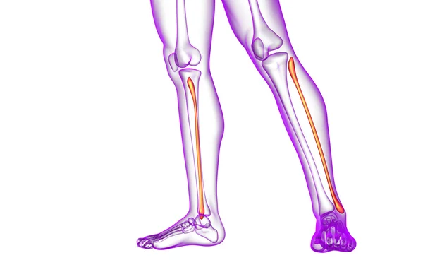 3d ilustração renderizada do osso da fíbula — Fotografia de Stock