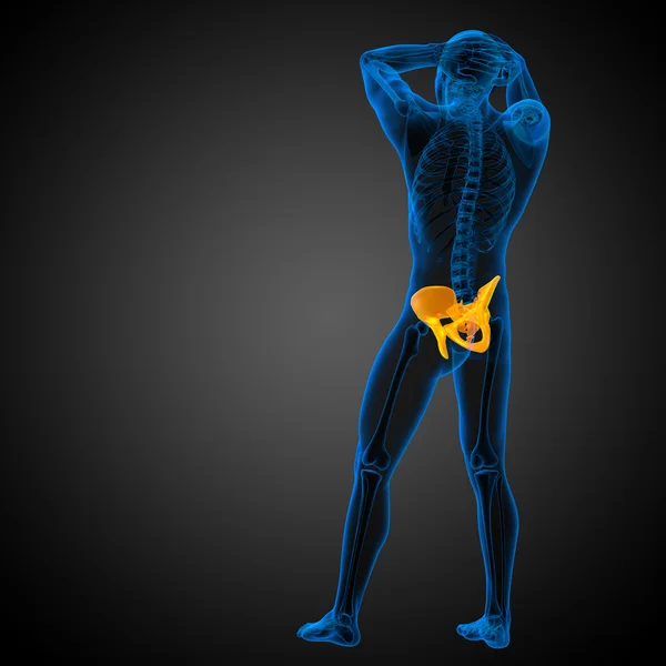 3d визуализировать медицинскую иллюстрацию кости таза — стоковое фото