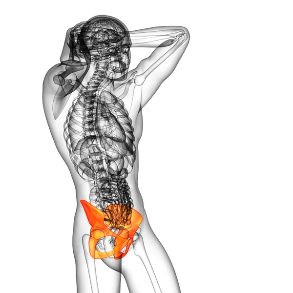 3d rendere illustrazione medica dell'osso pelvico — Foto Stock