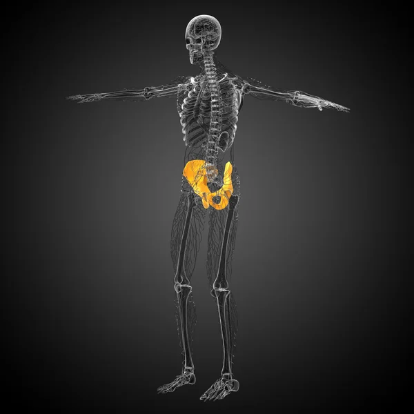 3d hacer ilustración médica del hueso de la pelvis —  Fotos de Stock