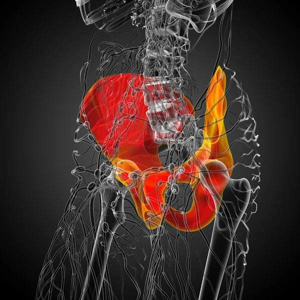 3d hacer ilustración médica del hueso de la pelvis — Foto de Stock