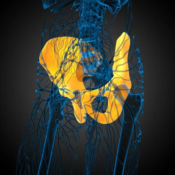 3d hacer ilustración médica del hueso de la pelvis — Foto de Stock