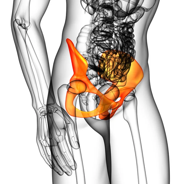 3d hacer ilustración médica del hueso de la pelvis — Foto de Stock