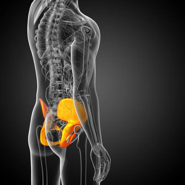 3D göra medicinsk illustration av bäckenet ben — Stockfoto