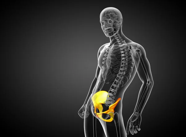 3D göra medicinsk illustration av bäckenet ben — Stockfoto