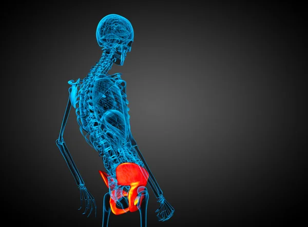 3d hacer ilustración médica del hueso de la pelvis — Foto de Stock