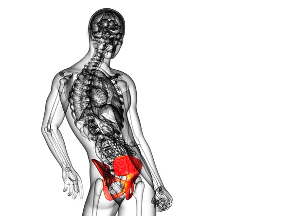 3d render medical illustration of the pelvis bone — Stock Photo, Image