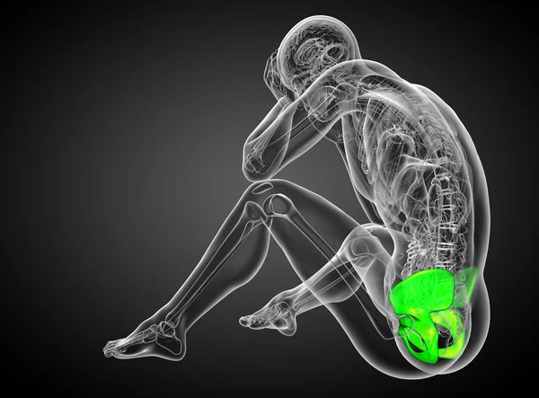 3d gøre medicinsk illustration af bækkenet knogle - Stock-foto