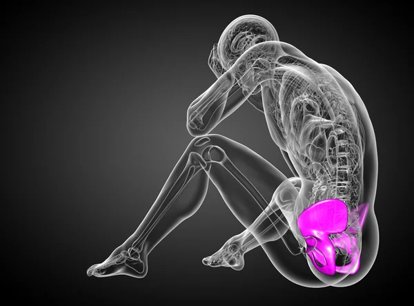 3d визуализировать медицинскую иллюстрацию кости таза — стоковое фото