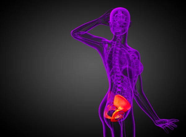 骨盤骨の 3 d レンダリングの医療イラスト — ストック写真