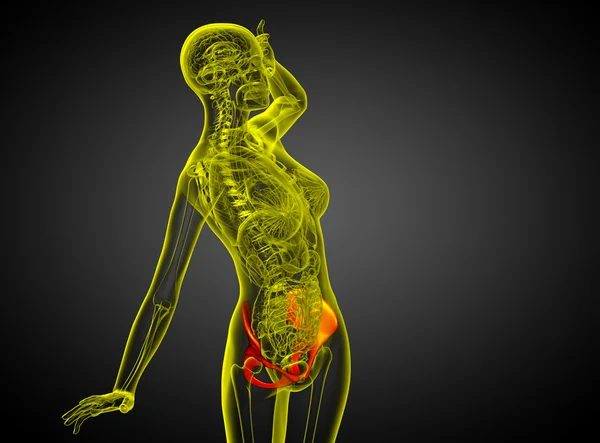 3d 渲染医学插图的骨盆骨 — 图库照片