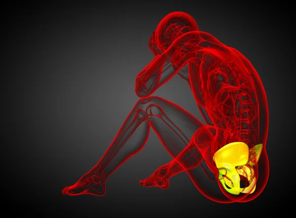 3D Darstellung des Beckenknochens — Stockfoto