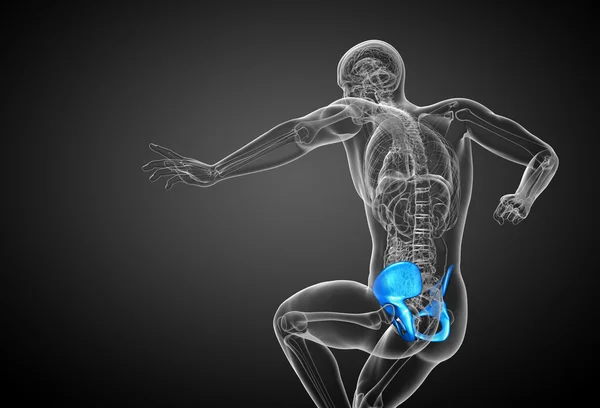 3d render medical illustration of the pelvis bone — Stock Photo, Image