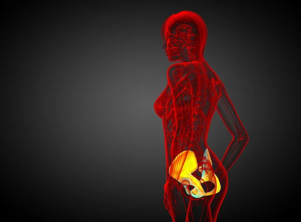 Leğen kemiğin 3D render Medikal illüstrasyon — Stok fotoğraf