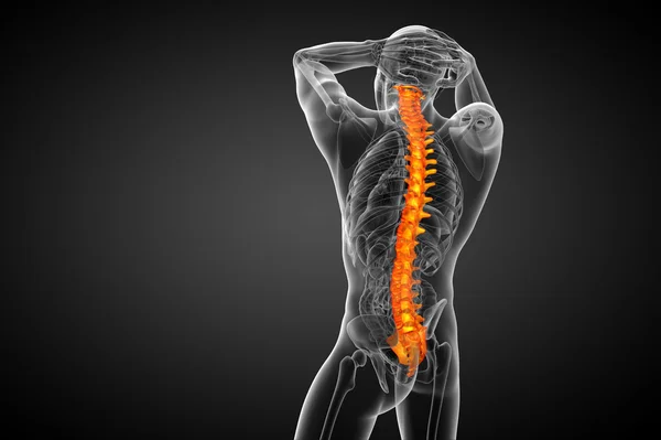 3D göra medicinsk illustration av den mänskliga ryggraden — Stockfoto