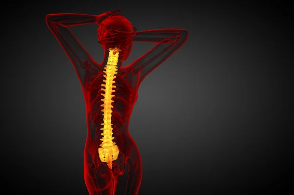 3d hacer ilustración médica de la columna vertebral humana —  Fotos de Stock