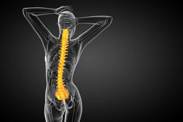 3d hacer ilustración médica de la columna vertebral humana —  Fotos de Stock