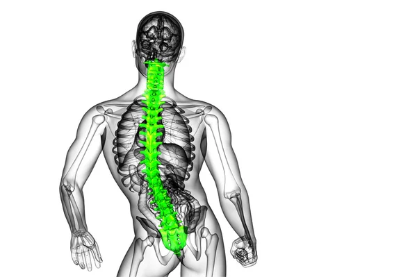 3d tornar ilustração médica da coluna vertebral humana — Fotografia de Stock