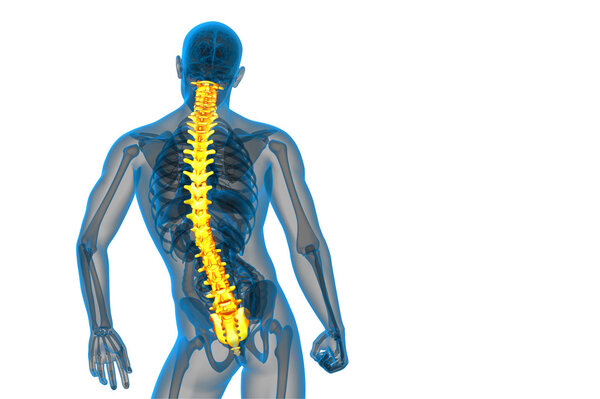 3d render medical illustration of the human spine 