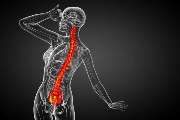 3d hacer ilustración médica de la columna vertebral humana —  Fotos de Stock