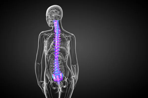 3d render medical illustration of the human spine — Stock Photo, Image