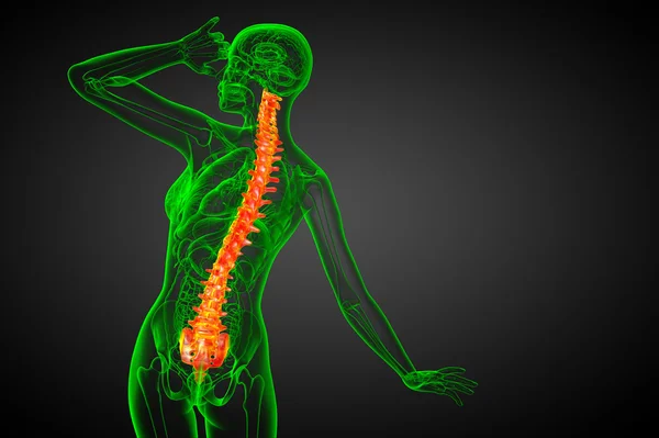 3d hacer ilustración médica de la columna vertebral humana —  Fotos de Stock