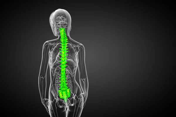 3d hacer ilustración médica de la columna vertebral humana — Foto de Stock