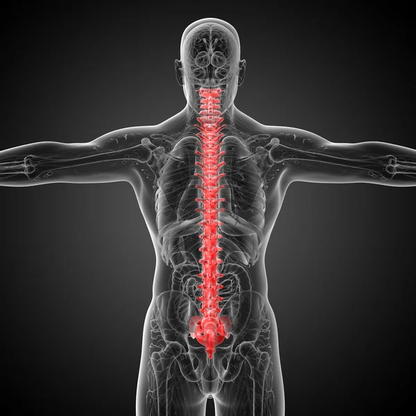 3d hacer ilustración médica de la columna vertebral humana — Foto de Stock