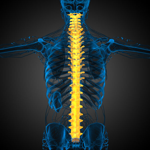 3d render medical illustration of the human spine 