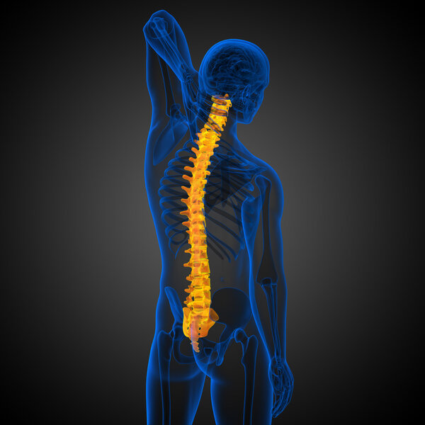 3d render medical illustration of the human spine 
