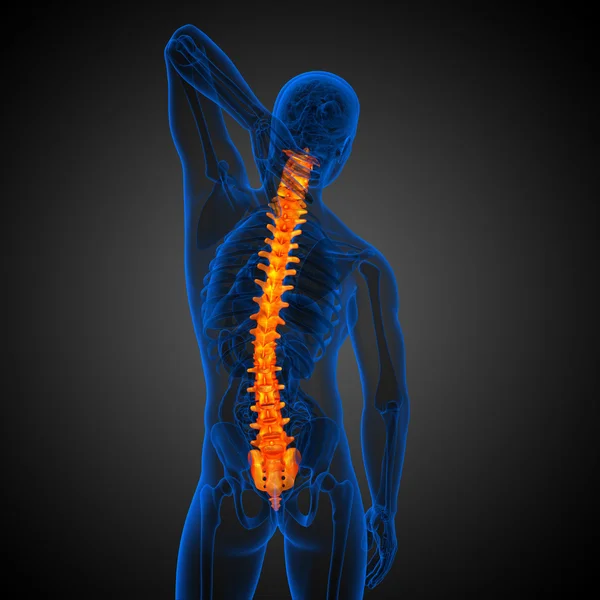 3d face ilustrație medicală a coloanei vertebrale umane — Fotografie, imagine de stoc
