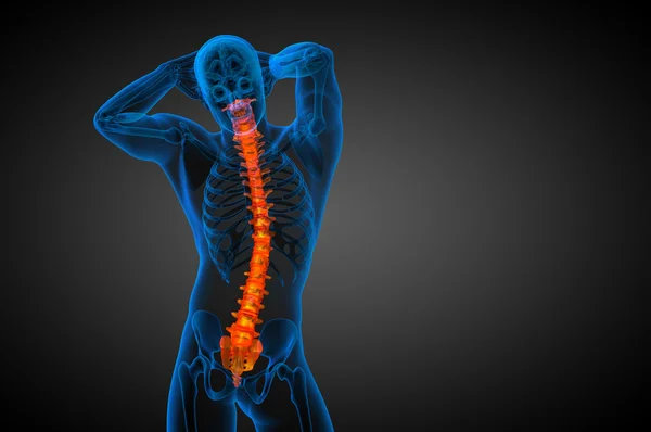 3d render medical illustration of the human spine — Stock Photo, Image