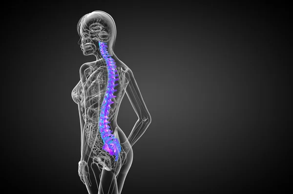 3d hacer ilustración médica de la columna vertebral humana —  Fotos de Stock