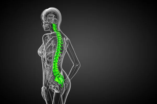 3d hacer ilustración médica de la columna vertebral humana —  Fotos de Stock