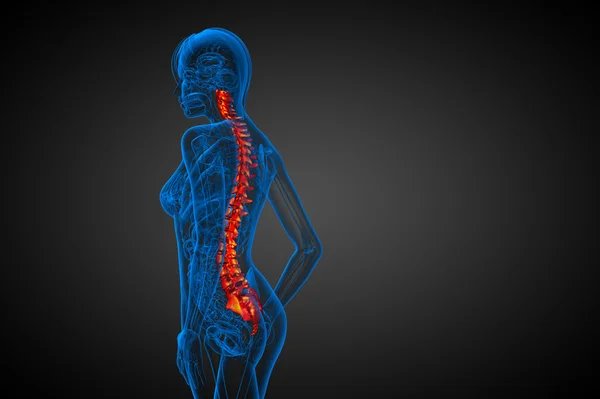 3d render medical illustration of the human spine — Stock Photo, Image