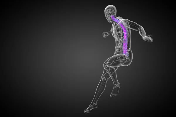 3D展示人类脊柱的医学图解 — 图库照片