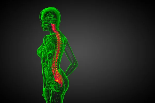 3D展示人类脊柱的医学图解 — 图库照片